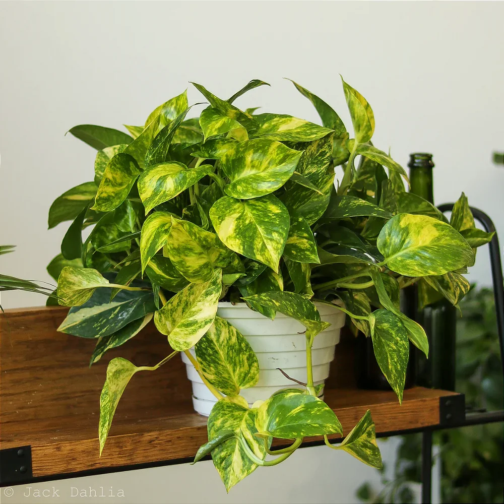Vaso com planta jiboia de folhas verdes com manchas amarelas, ideal para decoração de interiores.