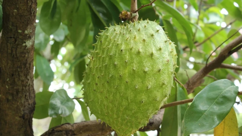 graviola_1743780886492