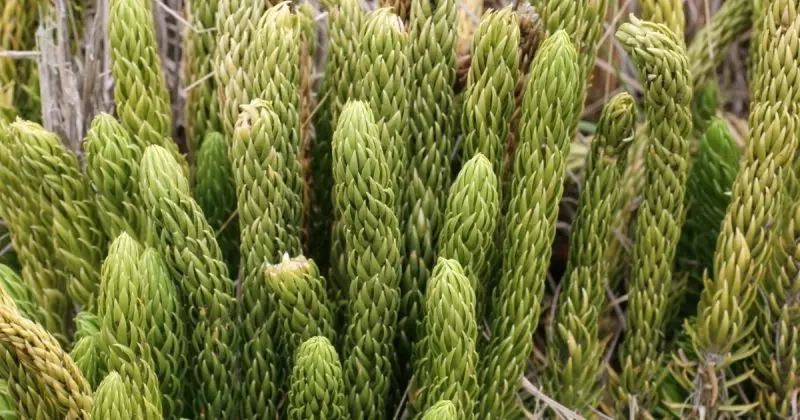 planta-que-aumenta-o-apetite-sexual-1-800x420