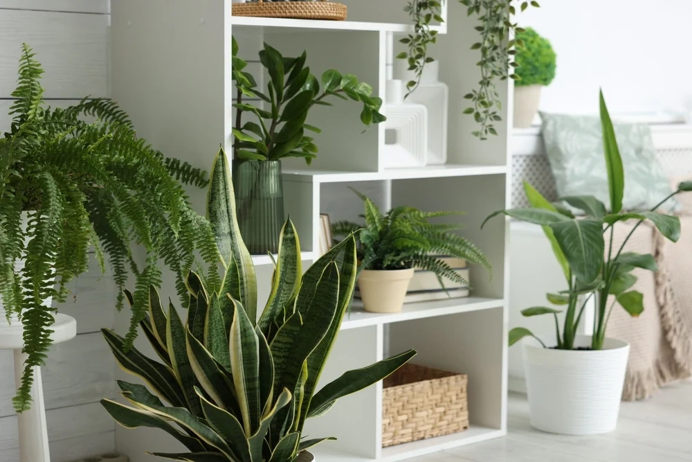 planta-para-dentro-de-casa-capa